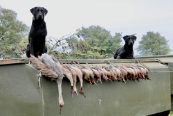 Tracking game in Matagorda